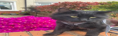 Maine Coon 1