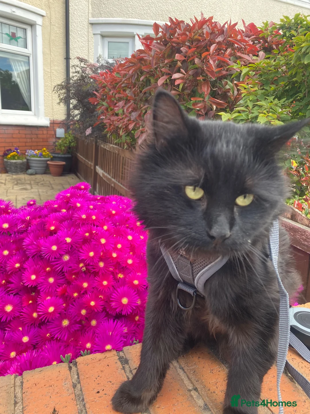 Maine Coon cats for sale: Milo (Milson) in Birkenhead - Advert 3