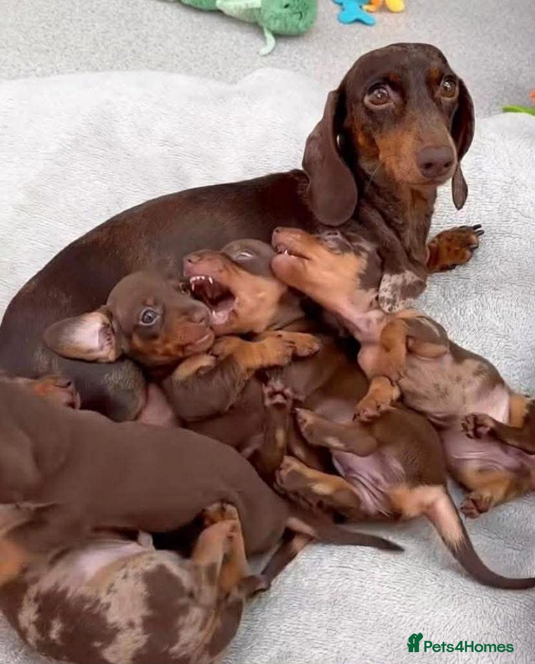 Dachshund dogs for sale: Miniature Dachshund puppies - Advert 15