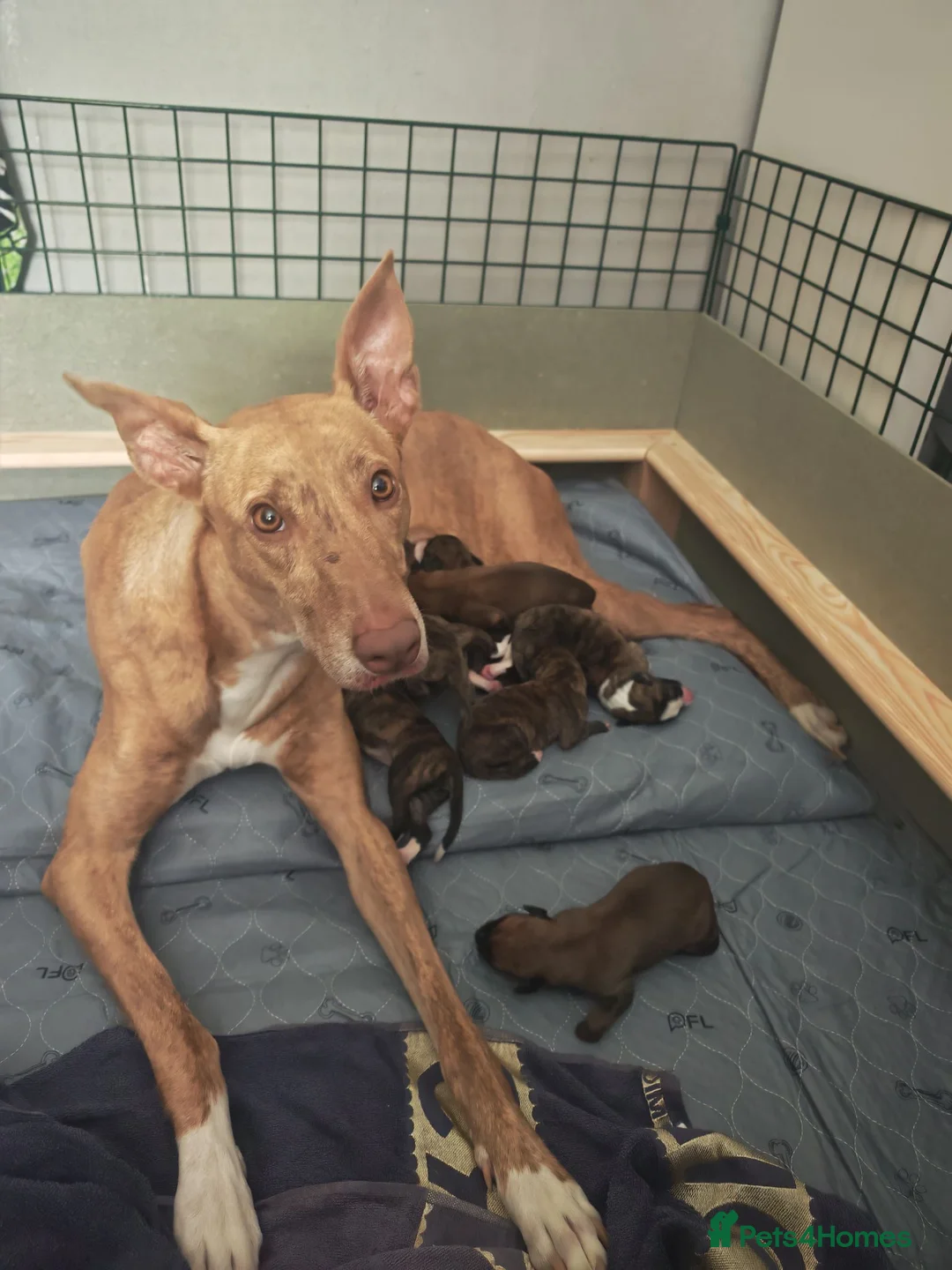 Lurcher dogs for sale: Stunning lurcher puppies in Glasgow - Advert 2