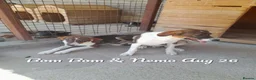 Mixed Breed dogs for adoption: Nemo, 7 months approx. Available for adoption. - Advert 5
