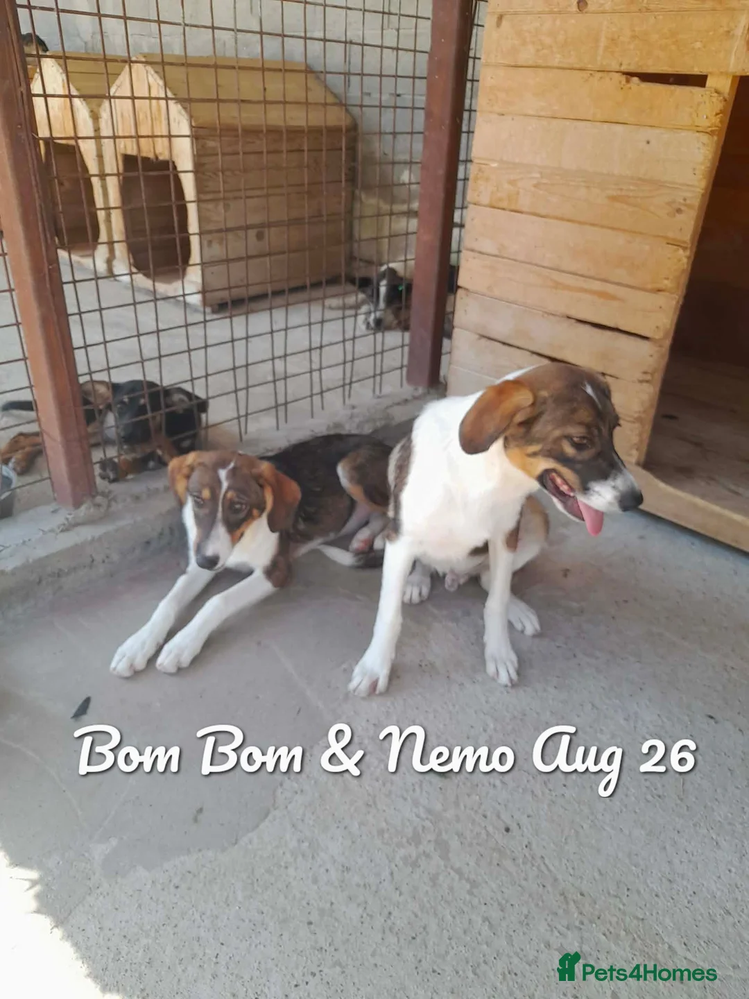 Mixed Breed dogs for adoption: Nemo, 7 months approx. Available for adoption. - Advert 5