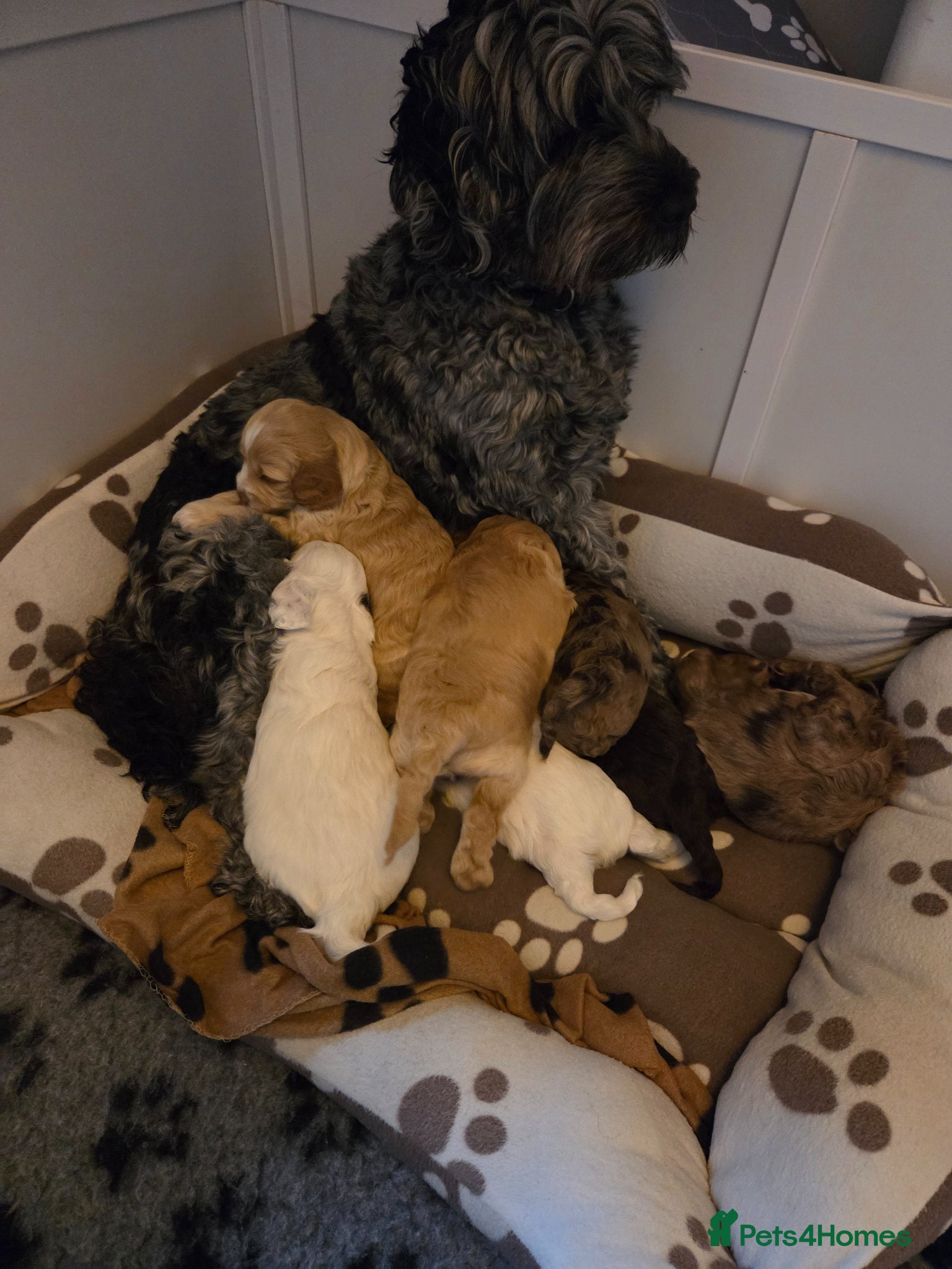 Cockapoo dogs Cockerpoo - Advert 13