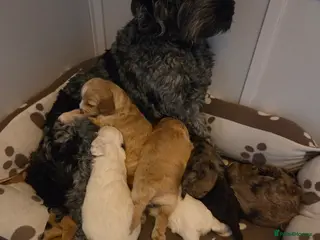 Cockapoo dogs Cockerpoo - Advert 13