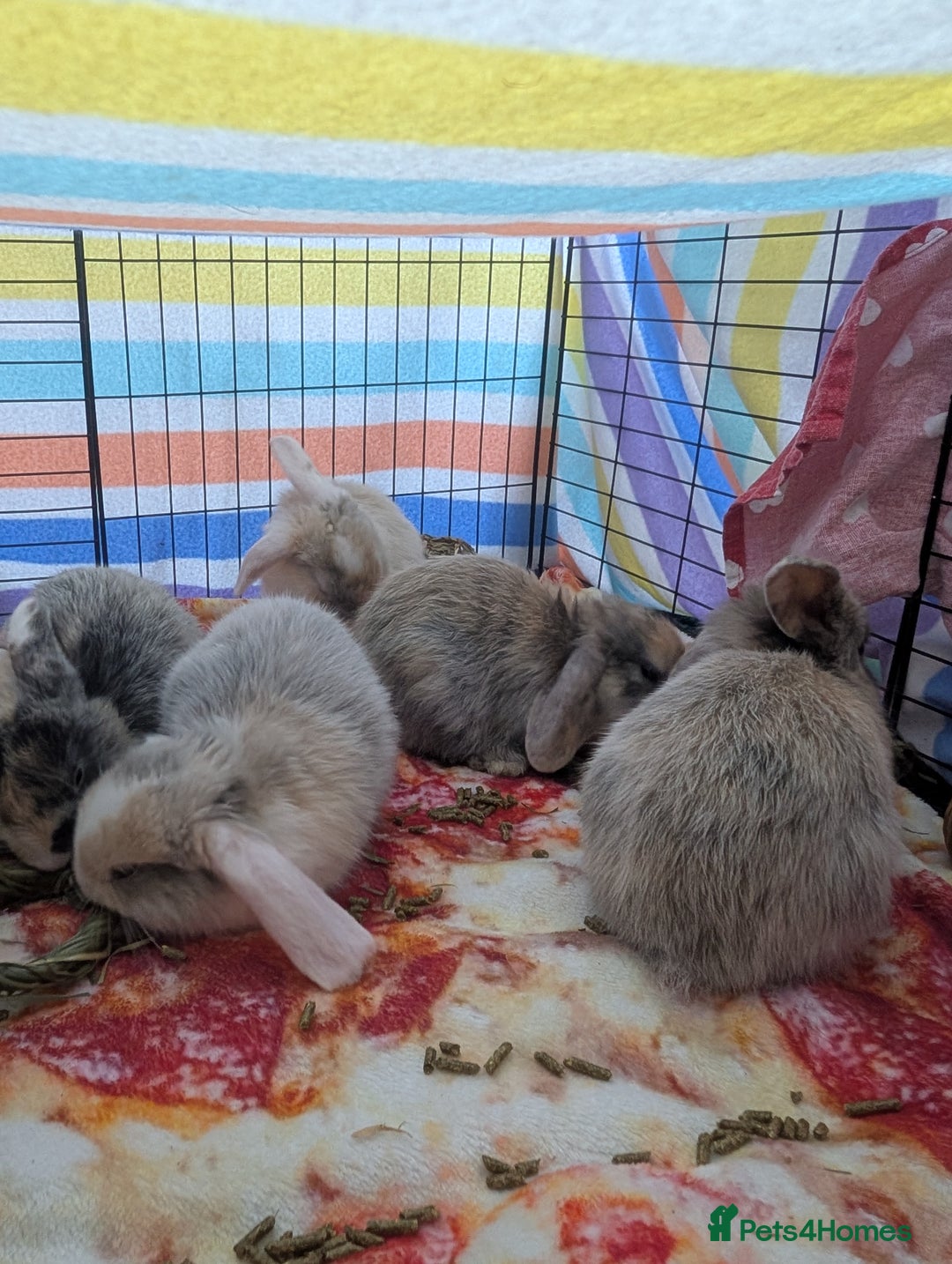 English Lop rabbits for sale: Beautiful baby bunnies  - Image 5