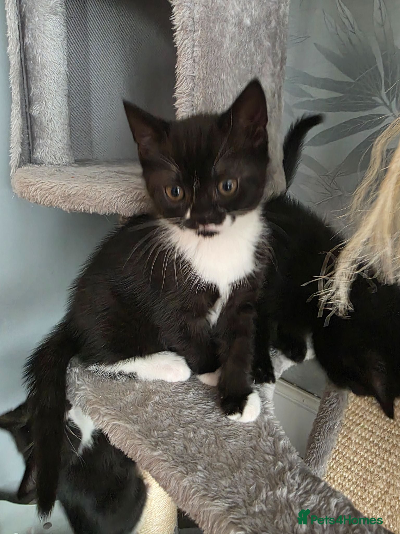 British Shorthair cats Bsh mixed kittens - Advert 6