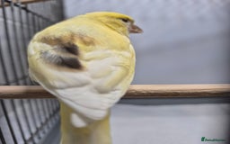 Canaries birds for sale: Mosaic canaries available  - Image 4