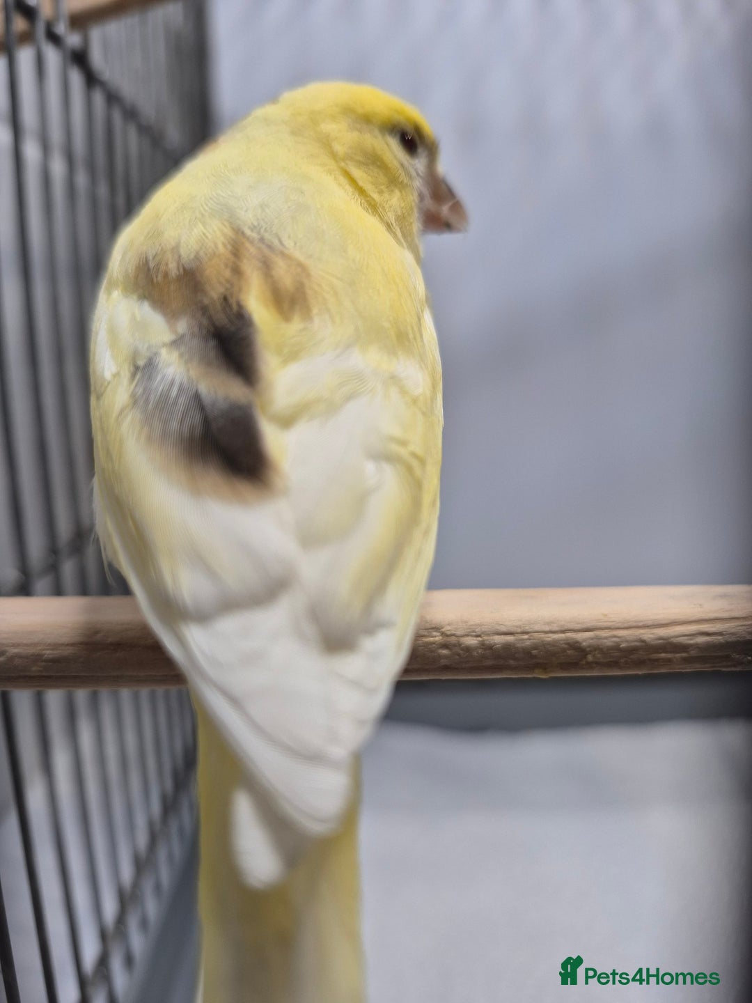 Canaries birds for sale: Mosaic canaries available  - Image 4