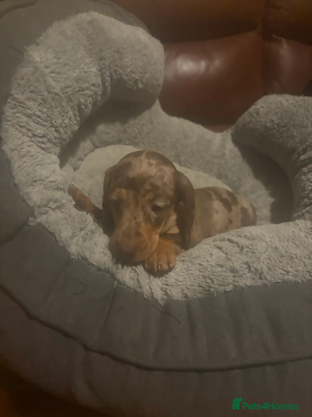 Miniature Dachshund dogs for sale: Miniature dachshund puppies - Advert 5