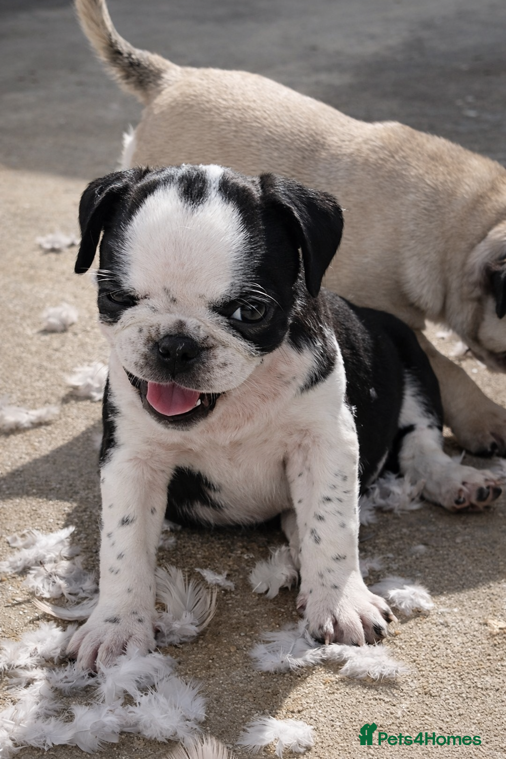 Pug dogs Panda pug  - Advert 10