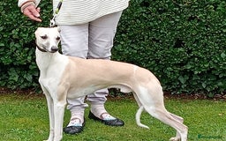 Whippet dogs for sale: STUNNING LITTER OF KC REGISTERED WHIPPET PUPPIES  - Image 3