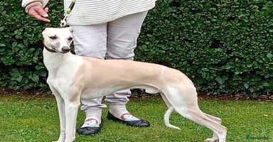 Whippet dogs - Advert 13