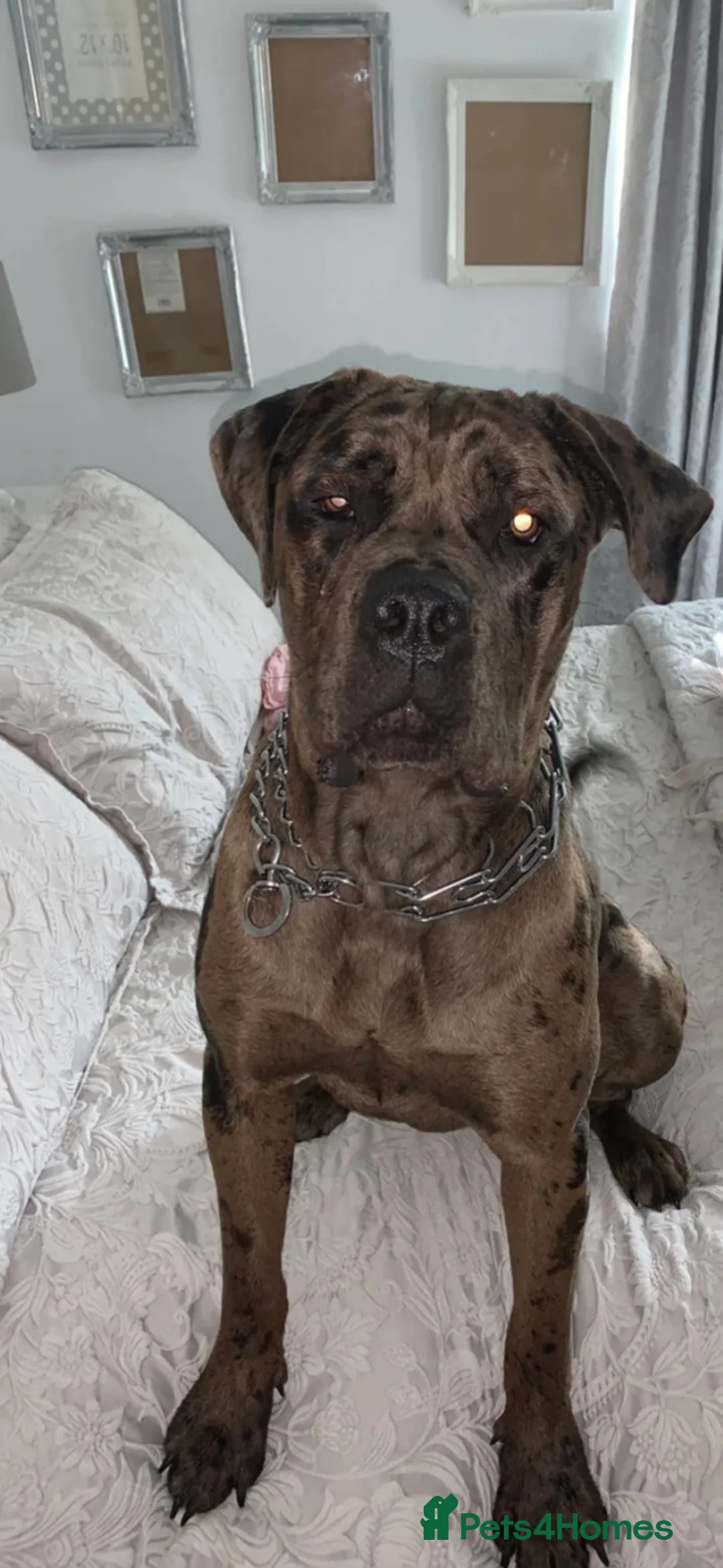 Cane Corso dogs for sale: Cane corso female co own - Advert 3