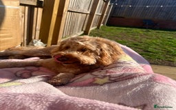 Cockapoo dogs for sale: Mabel – 3-Year-Old Cockapoo  - Image 6