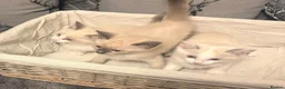 Ragdoll cats for sale: RAGDOLL X SNOWSHOE BABIES - Advert 3