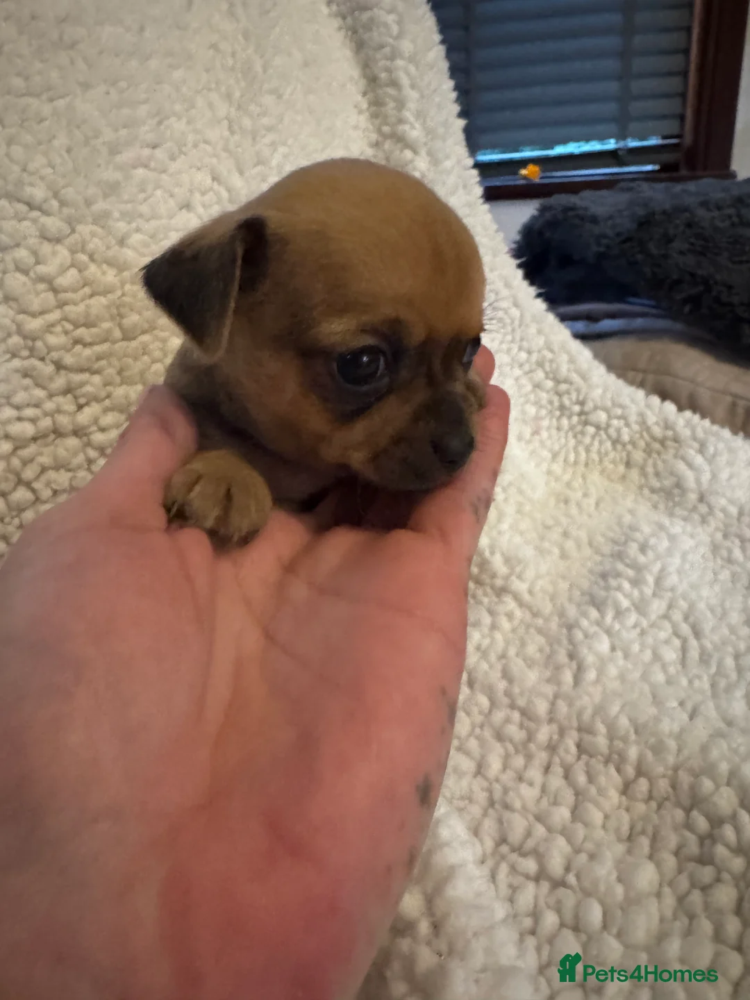 Chihuahua dogs for sale: 1 girl 1 boy  - Advert 6