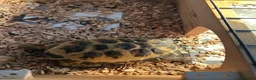 Tortoise reptiles for sale: Tortoise  in Mansfield - Advert 1