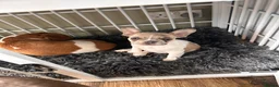 French Bulldog dogs for sale: Fully vaccinated DWKC French bulldog puppies  - Advert 6
