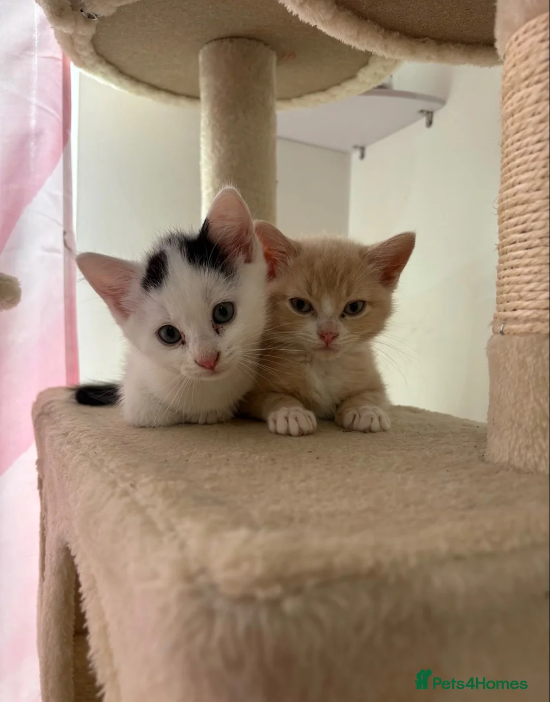 Mixed Breed cats for sale: My beautiful kittens are for sale - Advert 1