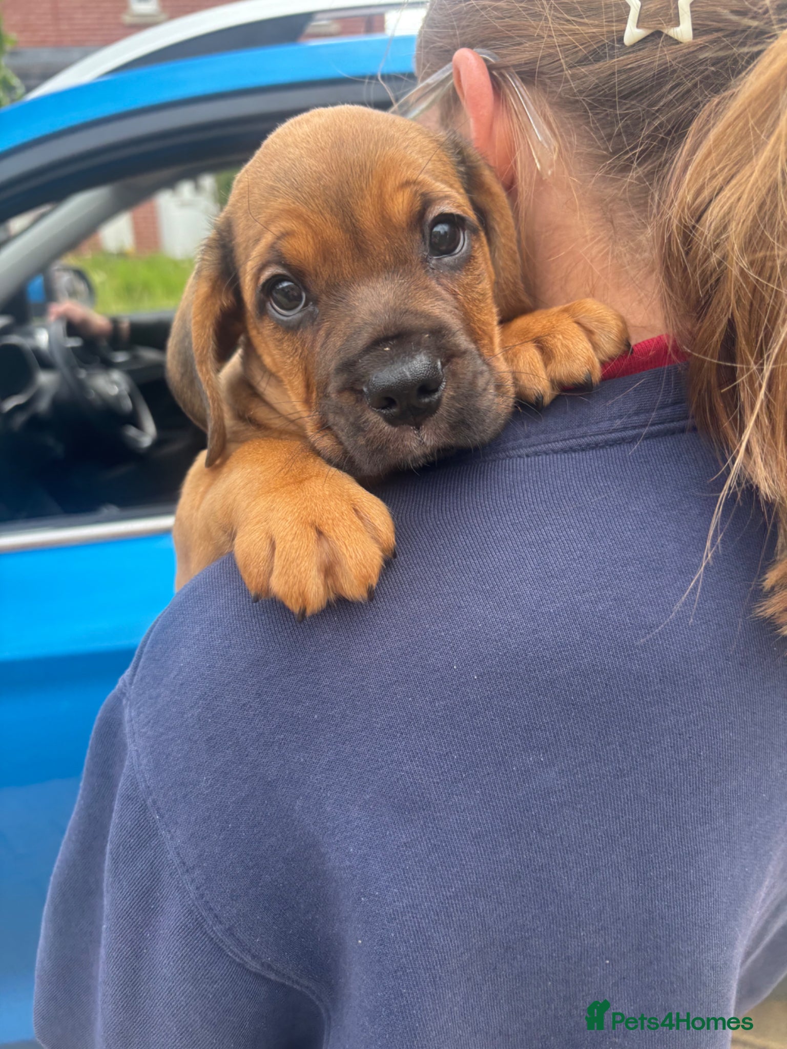 Mixed Breed dogs Two female Cockerbull puppies available now - Advert 5