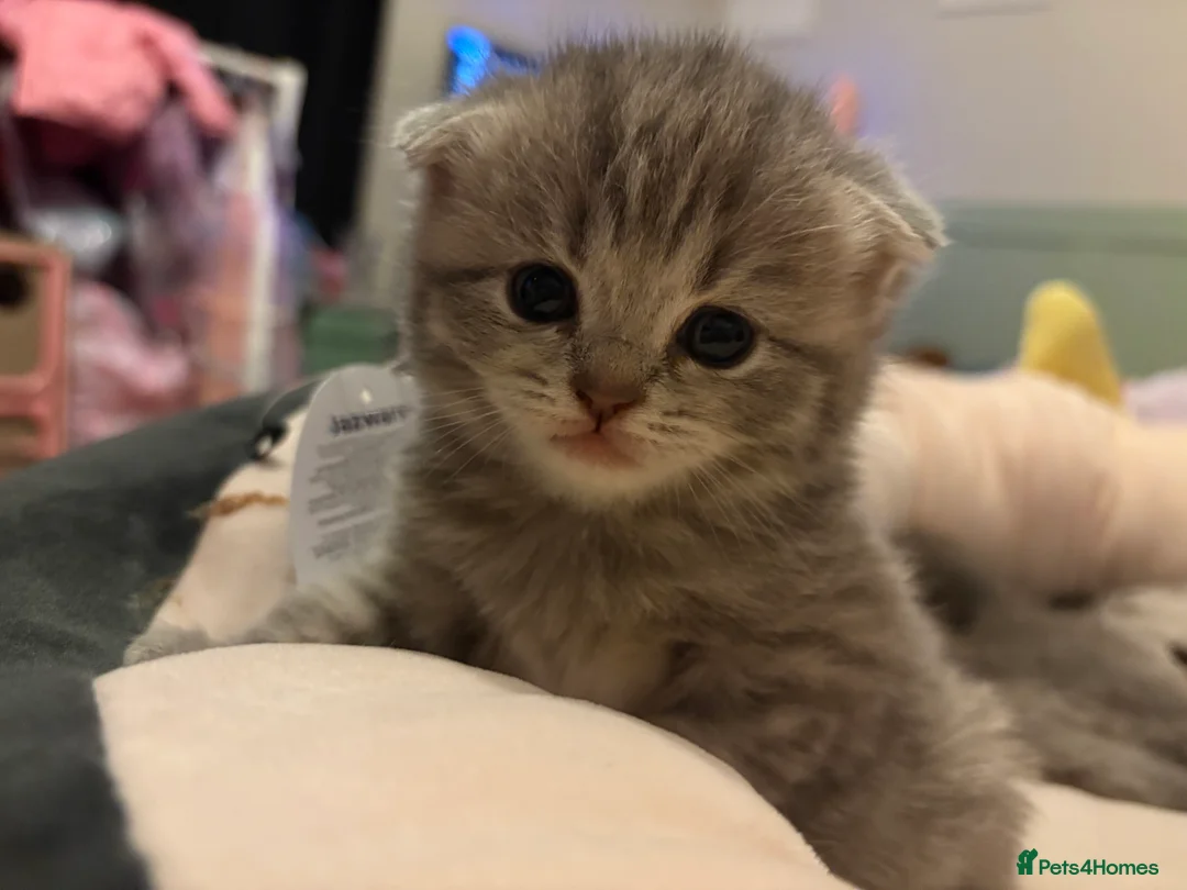 Scottish Fold cats for sale: Absolutely unreal Scottish fold x BSH litter!  - Advert 17