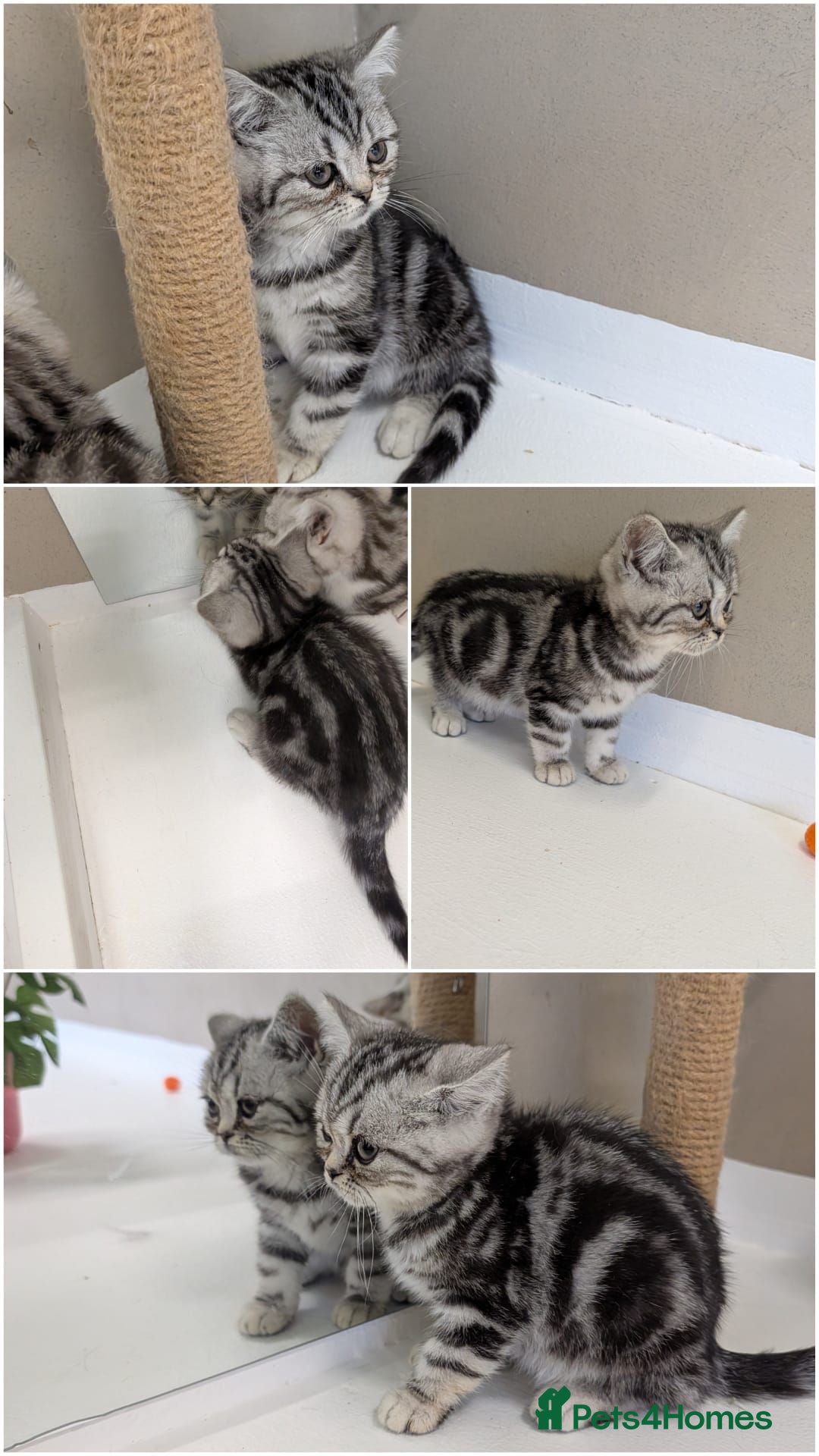British Shorthair cats Last Four Available!! 😻 Pedigree Silver Tabbies🩷 - Advert 18