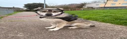 Mixed Breed dogs for sale: Beautiful Kira in Swadlincote - Advert 7