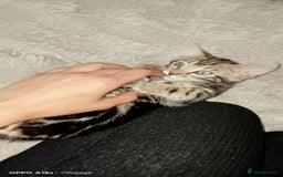 Bengal cats for sale: Best of Bengal - Image 7