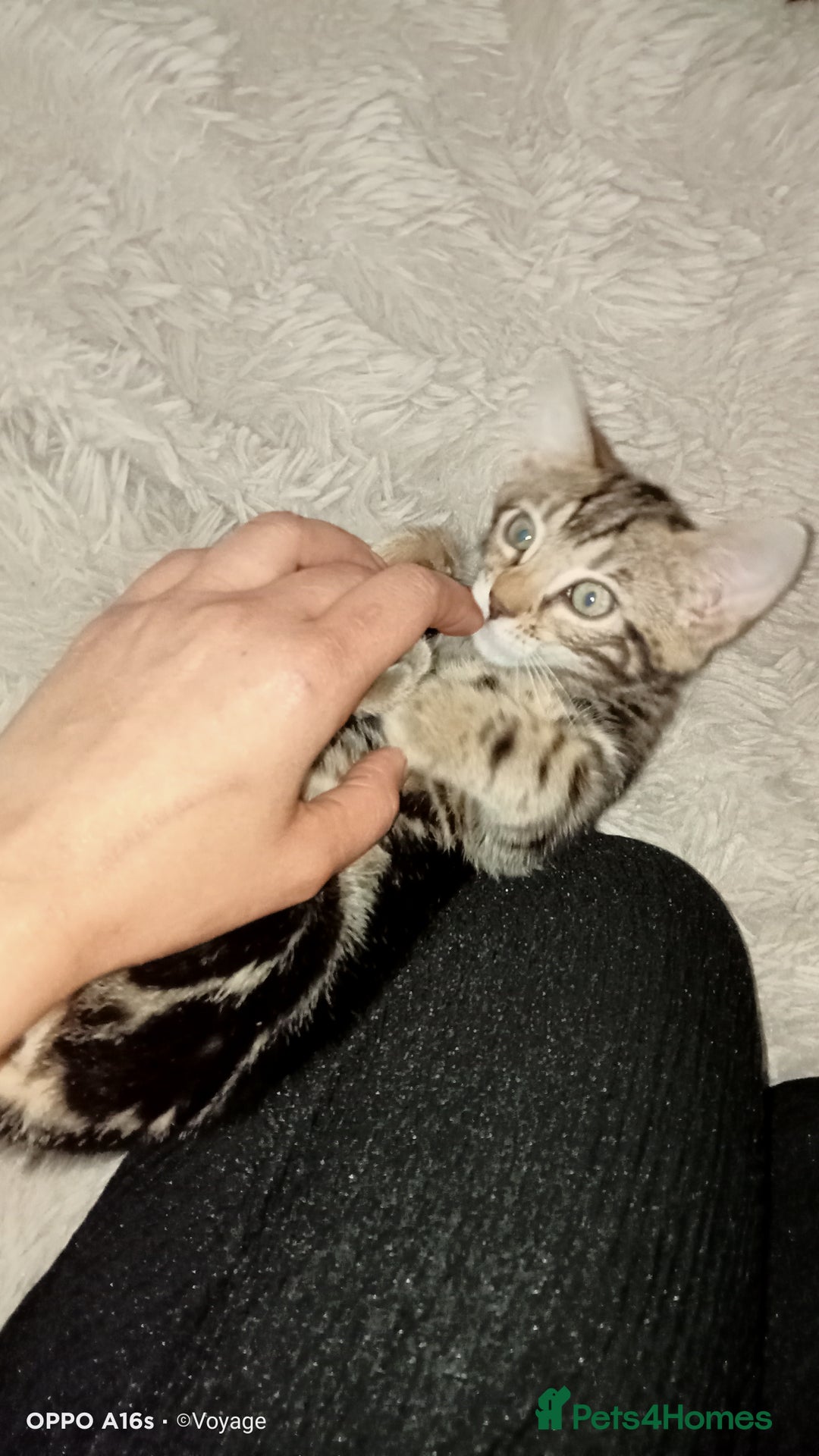 Bengal cats for sale: Best of Bengal - Image 7