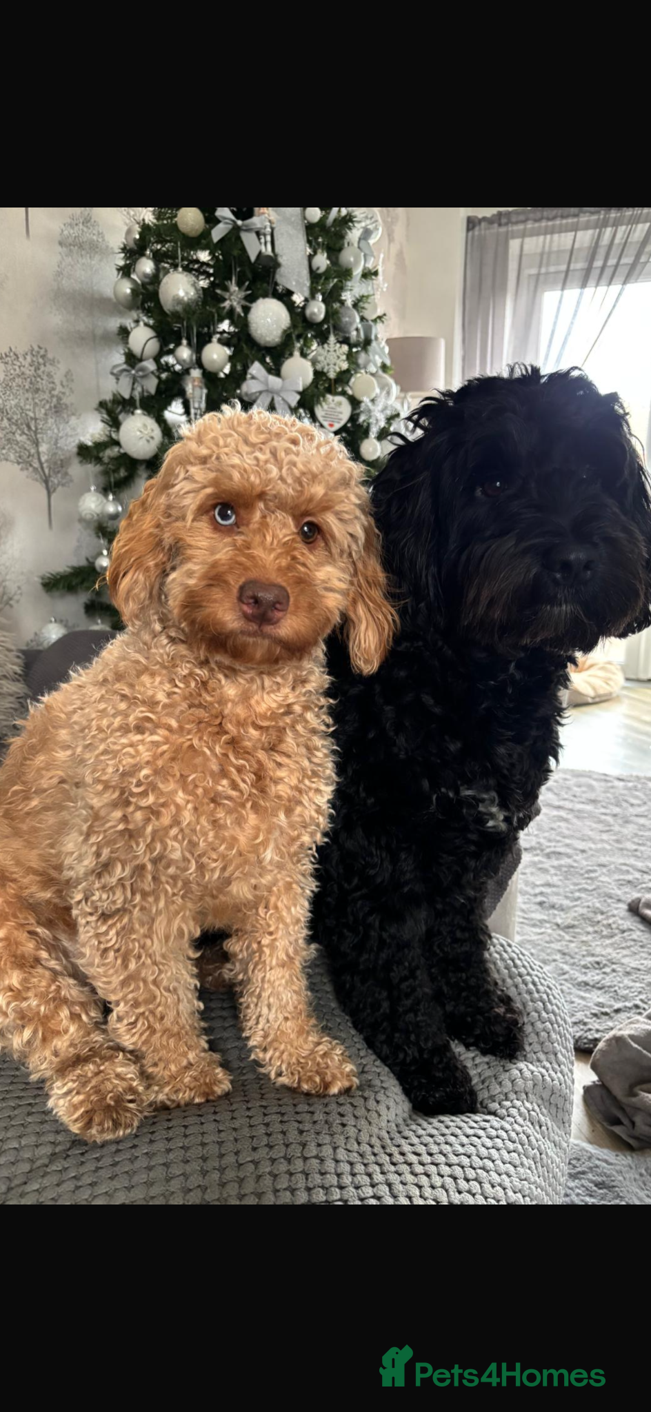 Cockapoo dogs Beautiful Cockapoo puppies  - Advert 13