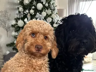 Cockapoo dogs Beautiful Cockapoo puppies - Advert 13