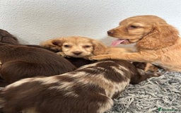 Cocker Spaniel dogs for sale: STUNNING COCKER SPANIEL PUPPIES  - Image 22