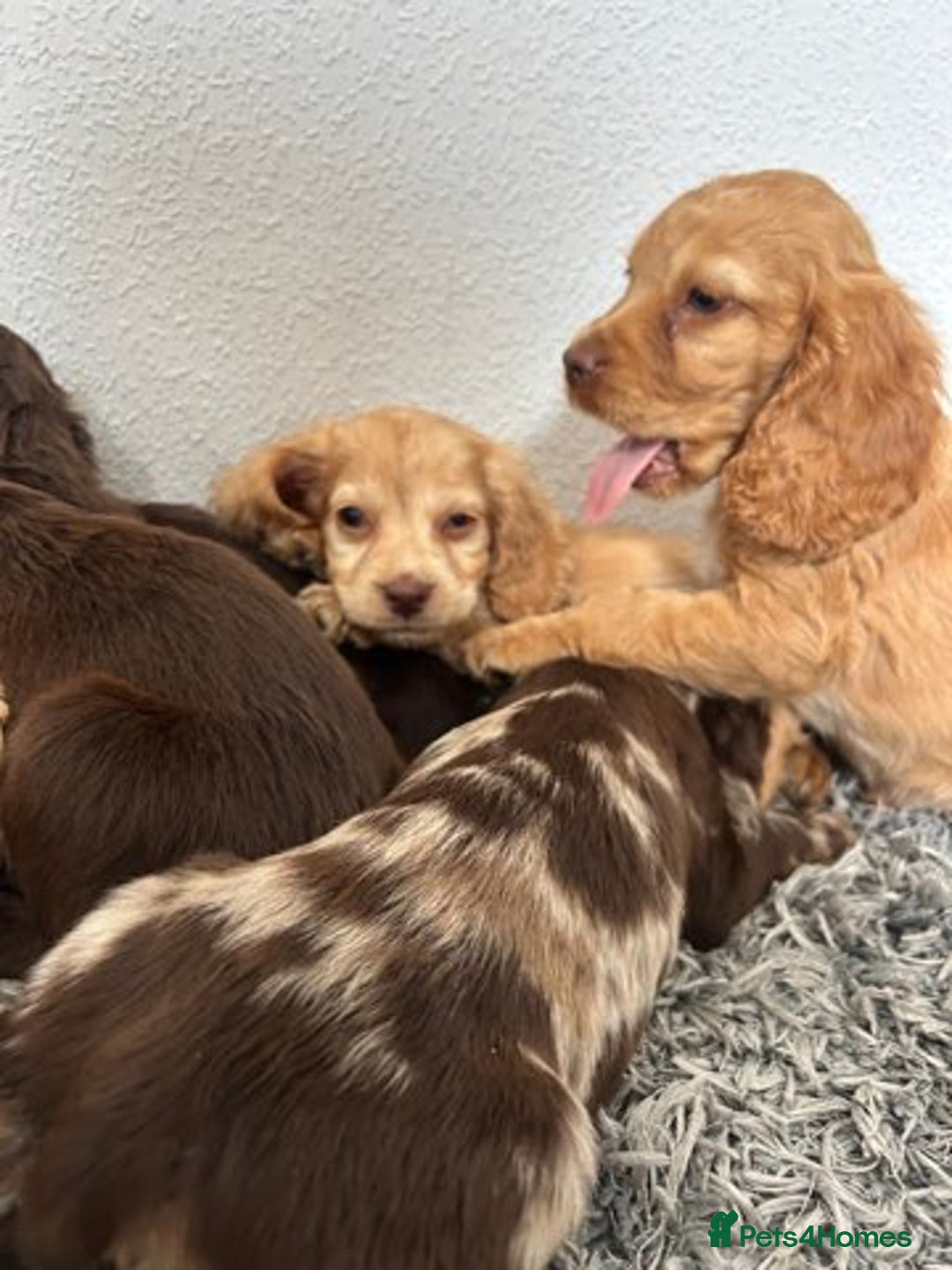 Cocker Spaniel dogs for sale: STUNNING COCKER SPANIEL PUPPIES  - Image 22