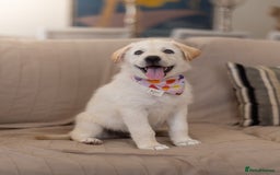 Mixed Breed dogs for adoption: Cuddly Crumble - Image 18
