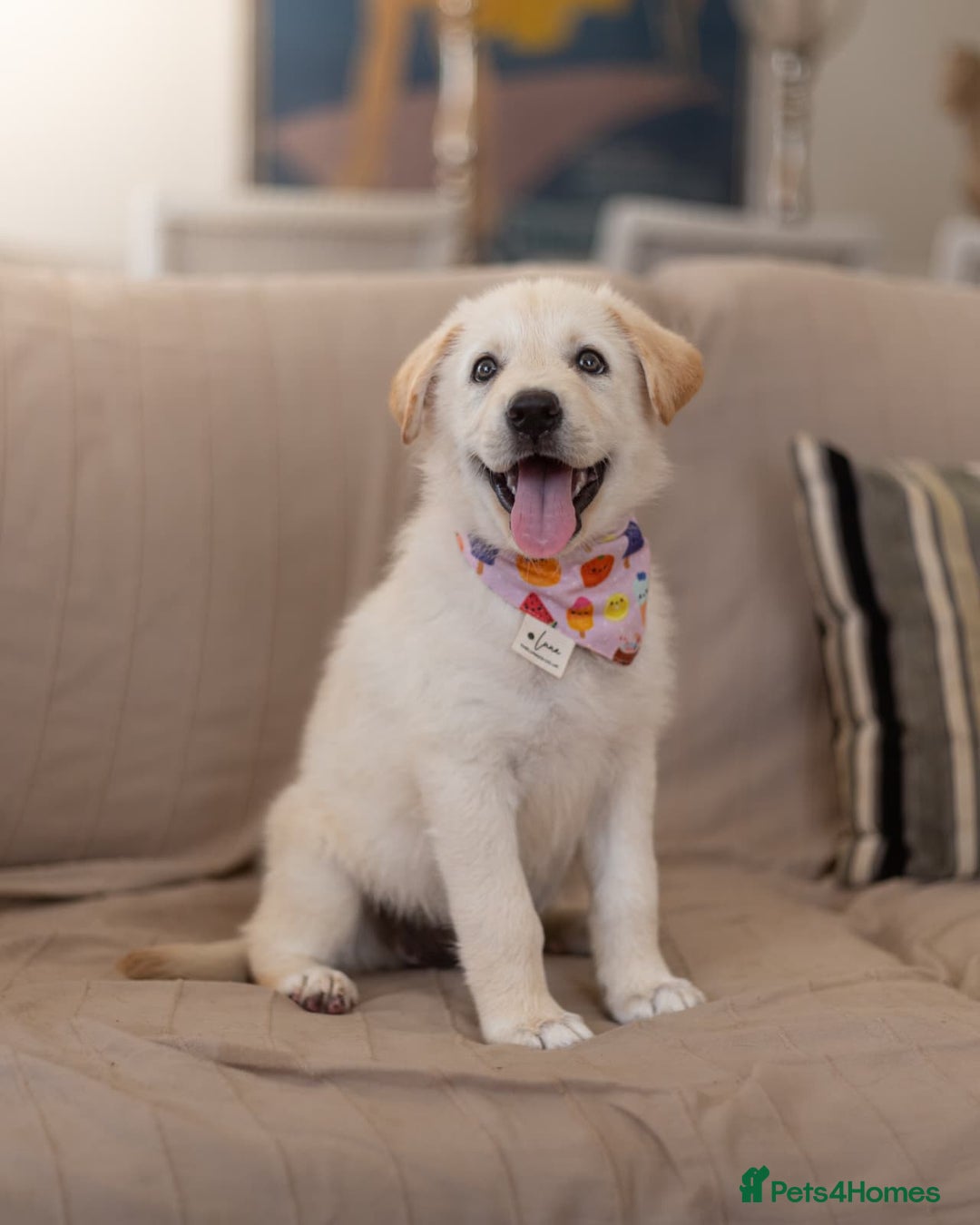 Mixed Breed dogs for adoption: Cuddly Crumble - Image 18