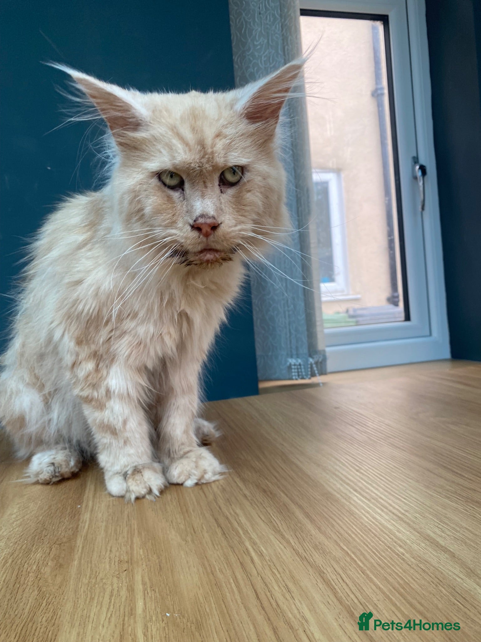 Maine Coon cats 💙 TICA ®️ Proven -  Red Smoke/ White Maine Coon  - Advert 2