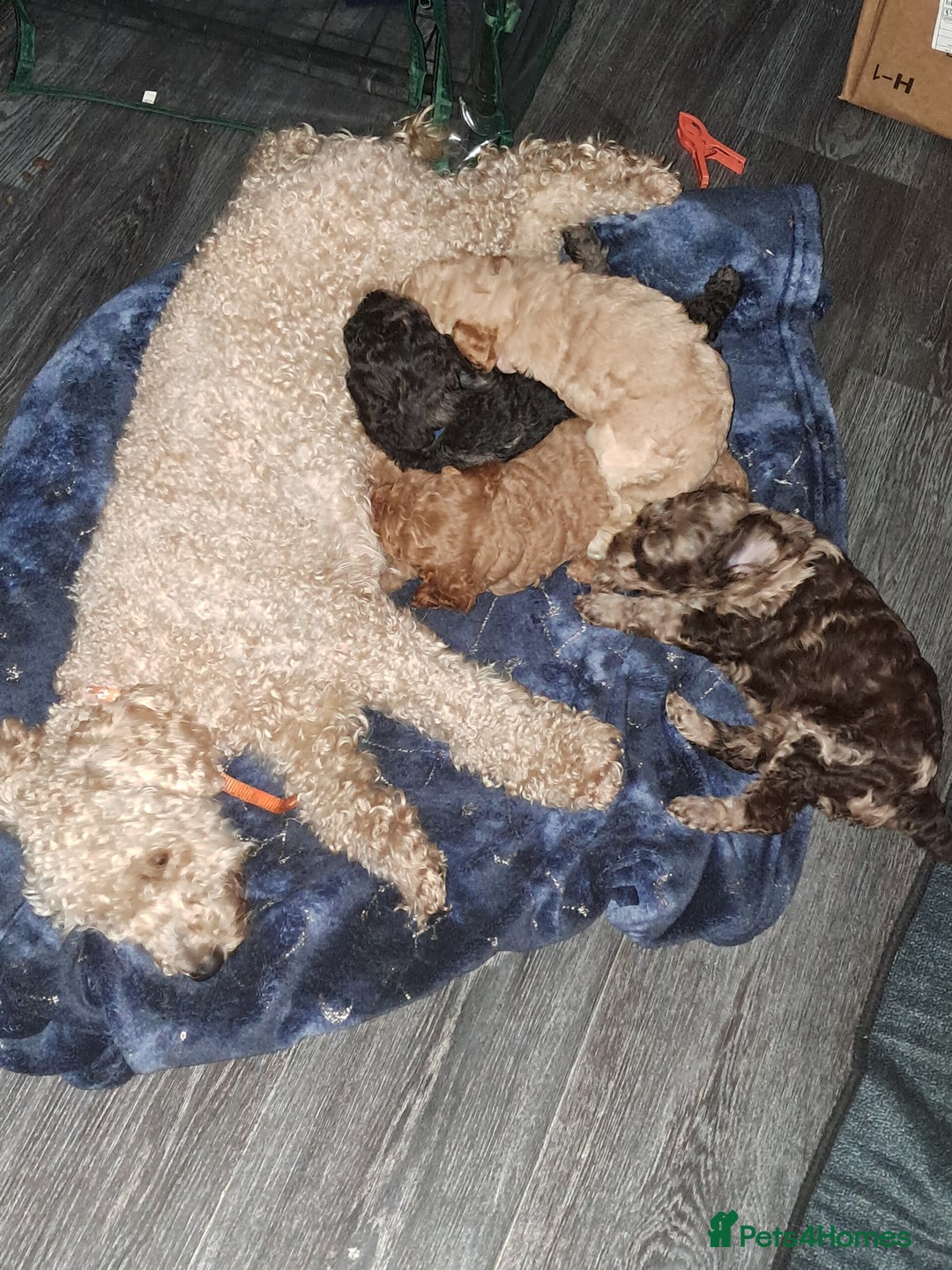 Cockapoo dogs for sale: 4 beautiful and bold miniature cockapoo (f2) pups. - Image 2