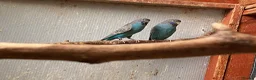 Budgerigars birds for sale: Pair of Black Face Budgies  - Advert 4