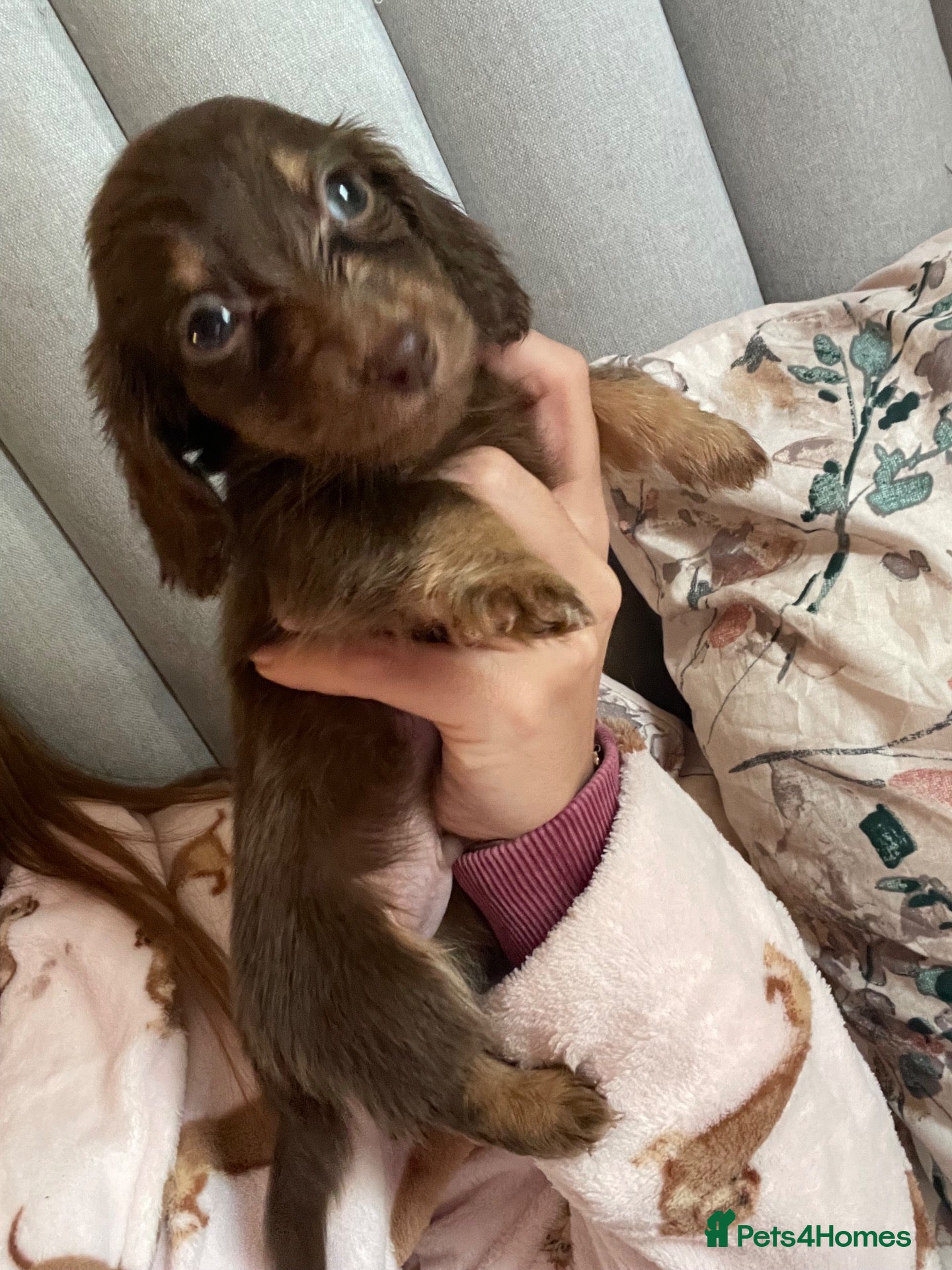 Miniature Dachshund dogs Fluffy miniature dachshund  - Advert 1