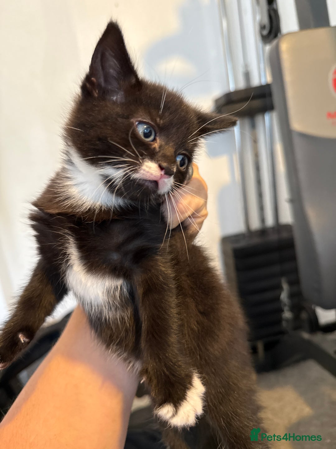 British Shorthair cats for sale: Kittens black and white  - Image 11