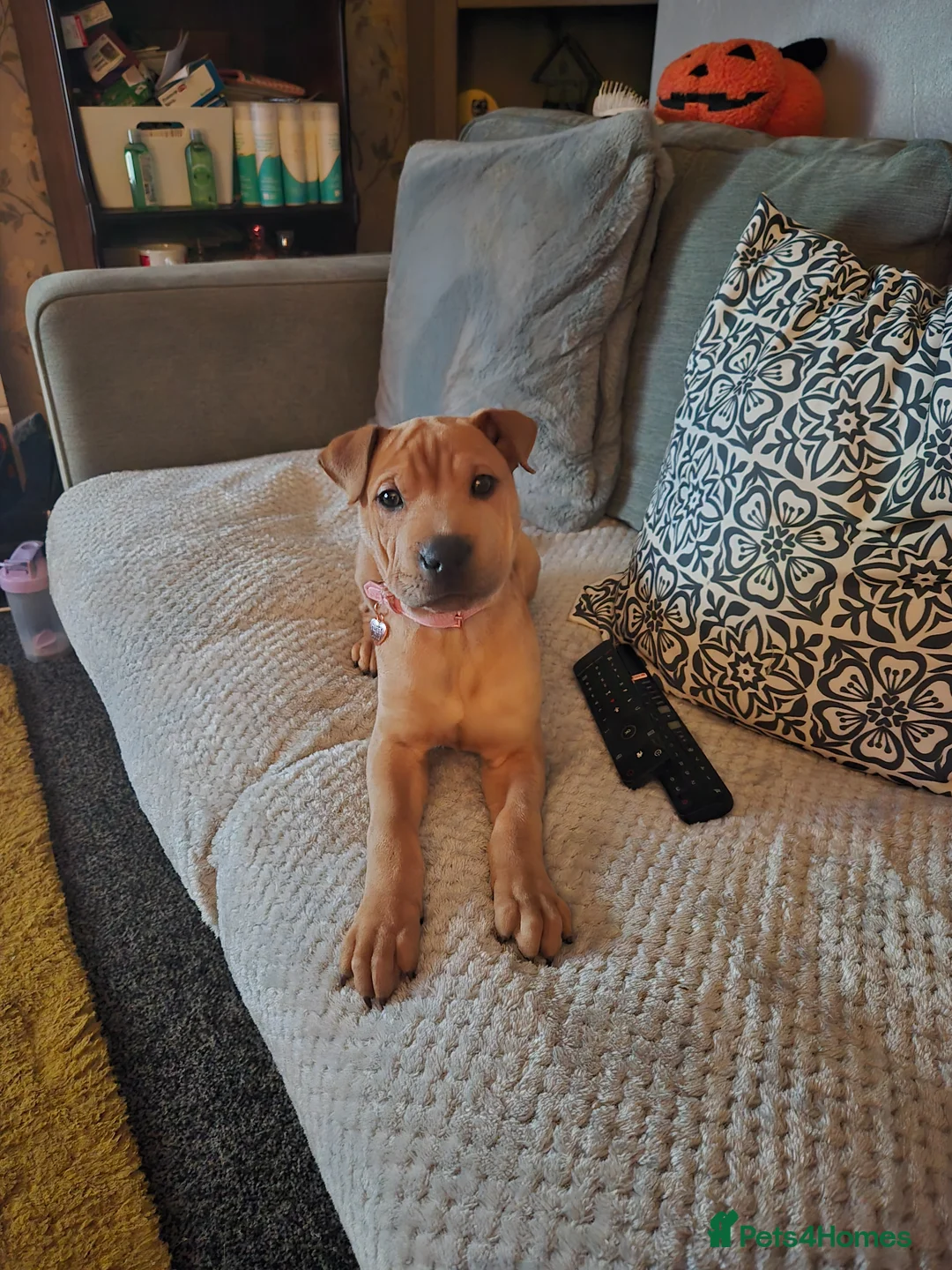 Mixed Breed dogs for sale: Shar pei cross rottie - Advert 1