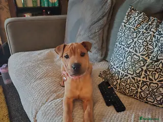 Mixed Breed dogs Shar pei cross rottie - Advert 3