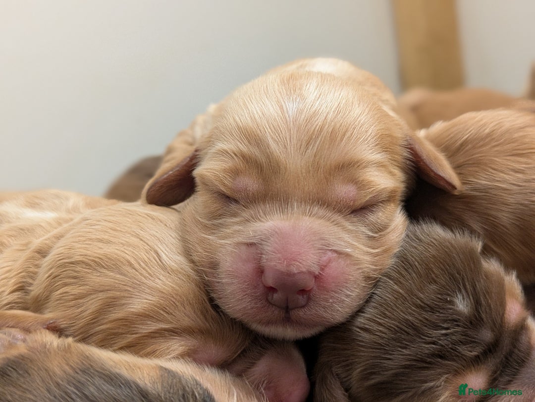 Cockapoo dogs for sale: Champion-Line Cockapoos From Health Tested Parents - Image 17
