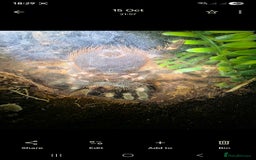 Python Snake reptiles for sale: Spiders and tarantulas - Advert 3