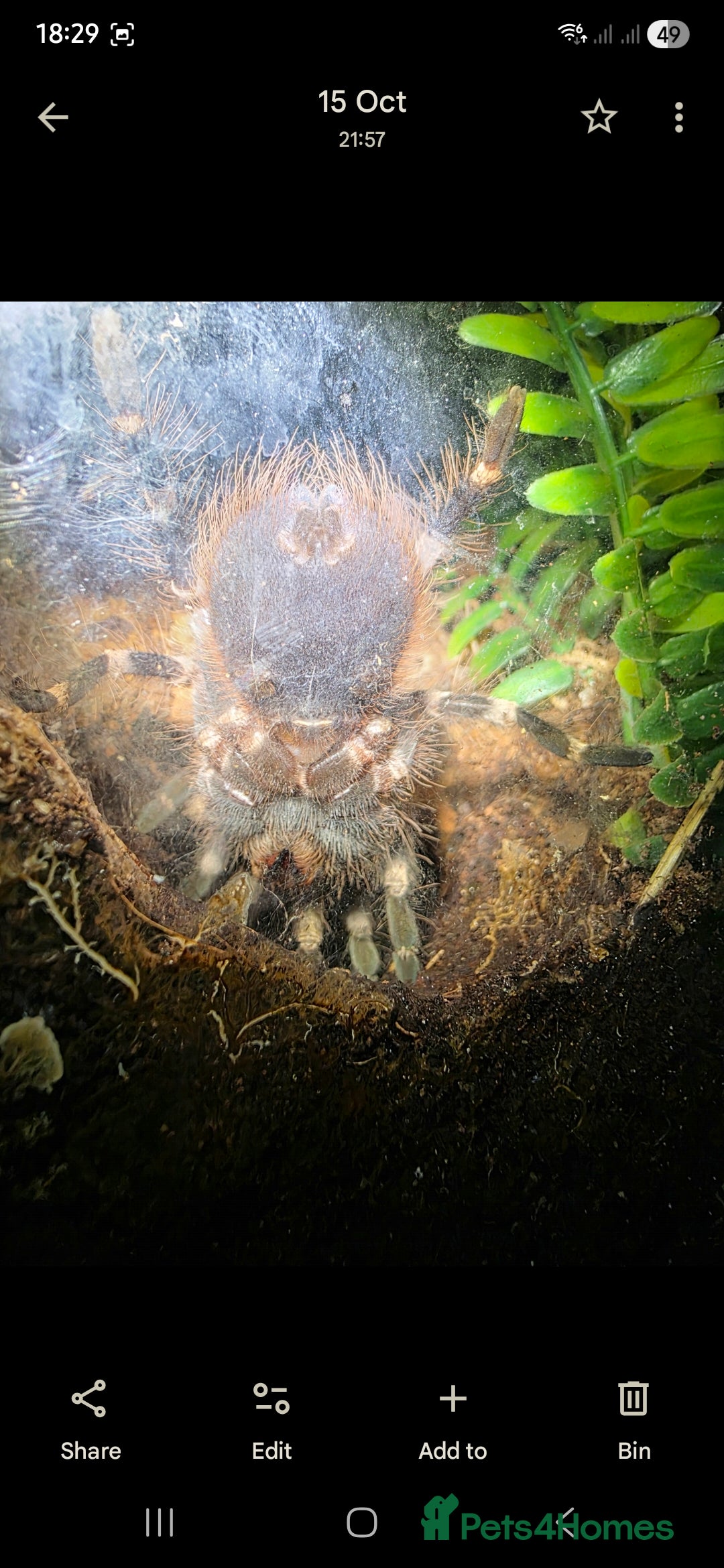 Python Snake reptiles for sale: Spiders and tarantulas - Advert 3