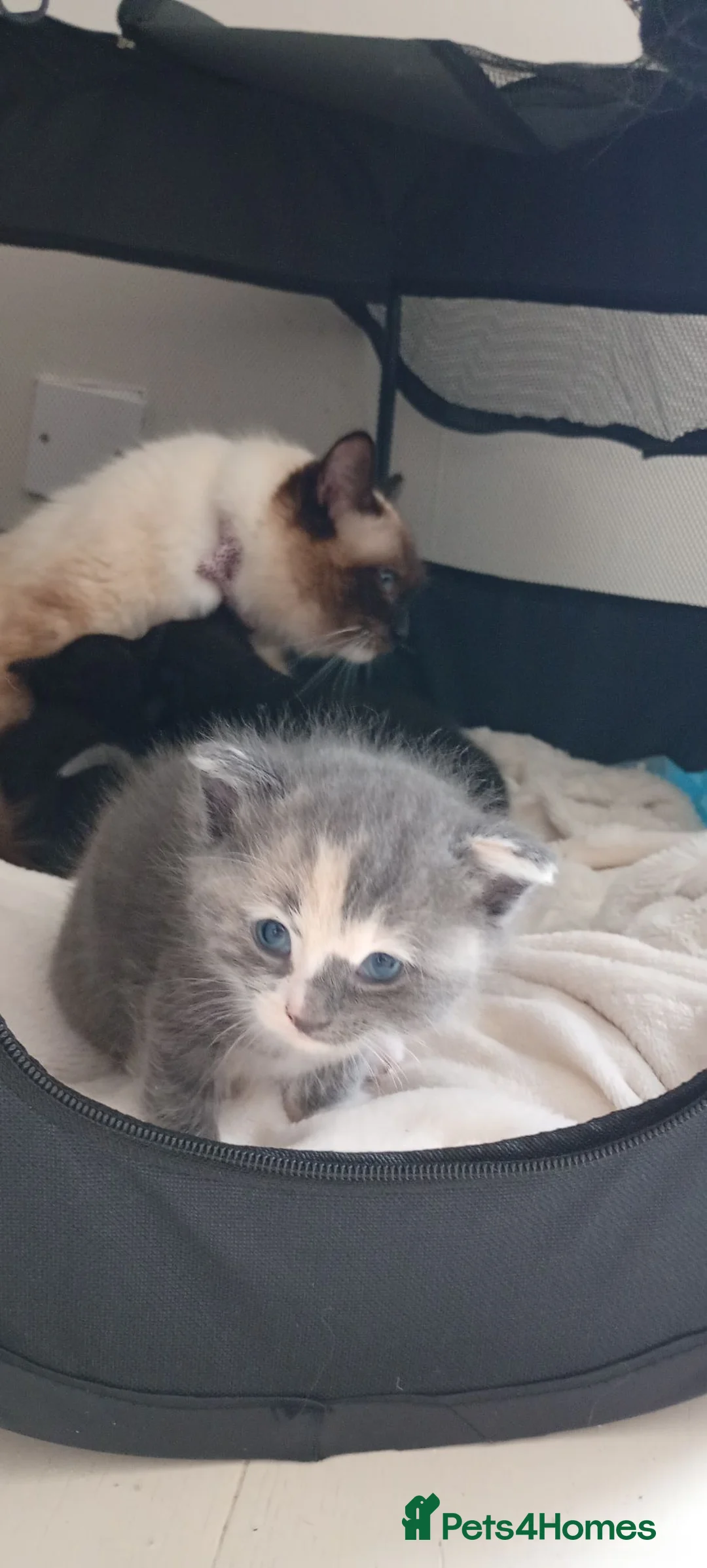 Mixed Breed cats for sale: Ragdoll cross kittens for sale - Advert 2