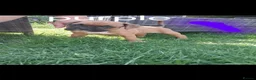 Boxer dogs for sale: Beautiful boxer puppys - Advert 6