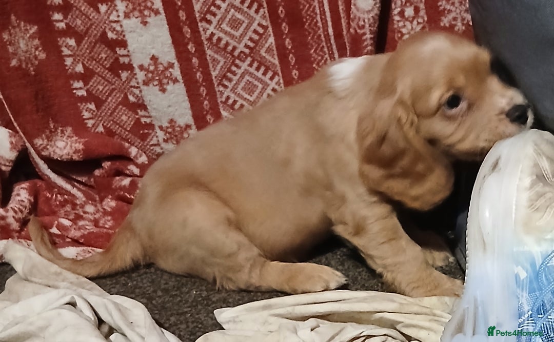 Cocker Spaniel dogs for sale: 2 cocker spaniel puppies left  - Advert 4