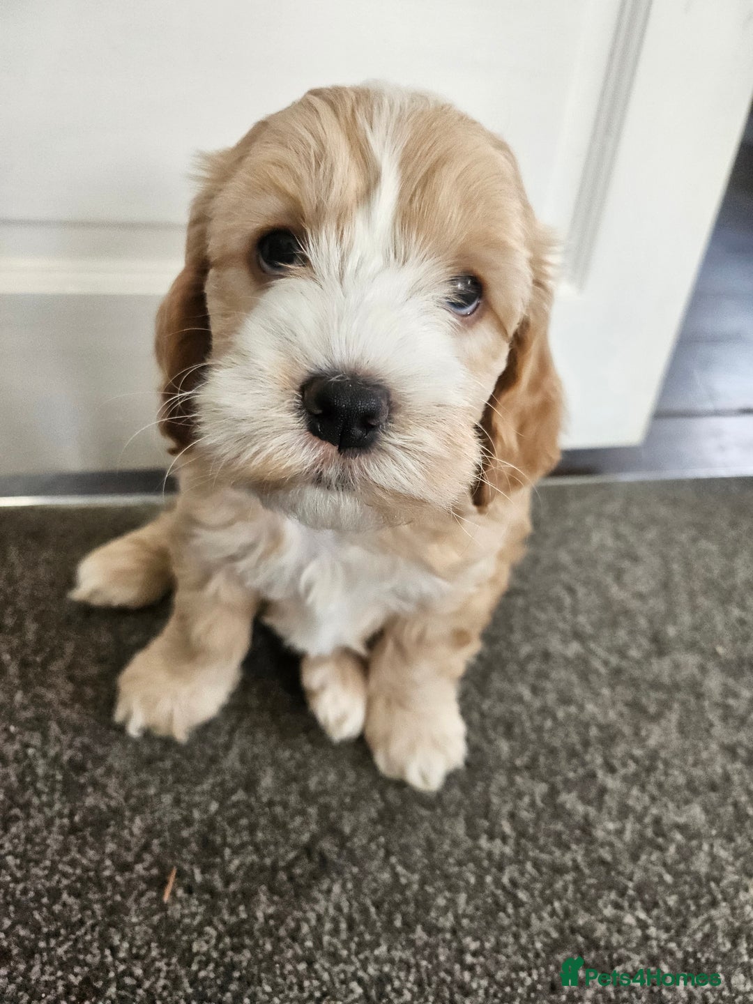 Cockapoo dogs for sale:  7 week old Cockapoos 2 girls ( both sold)  1 boy  - Image 3