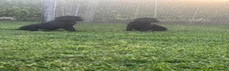 Labrador Retriever dogs for sale: Stunning black Labrador pups for sale  - Advert 4